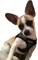 Bark Appeal Netted EZ Wrap Harness