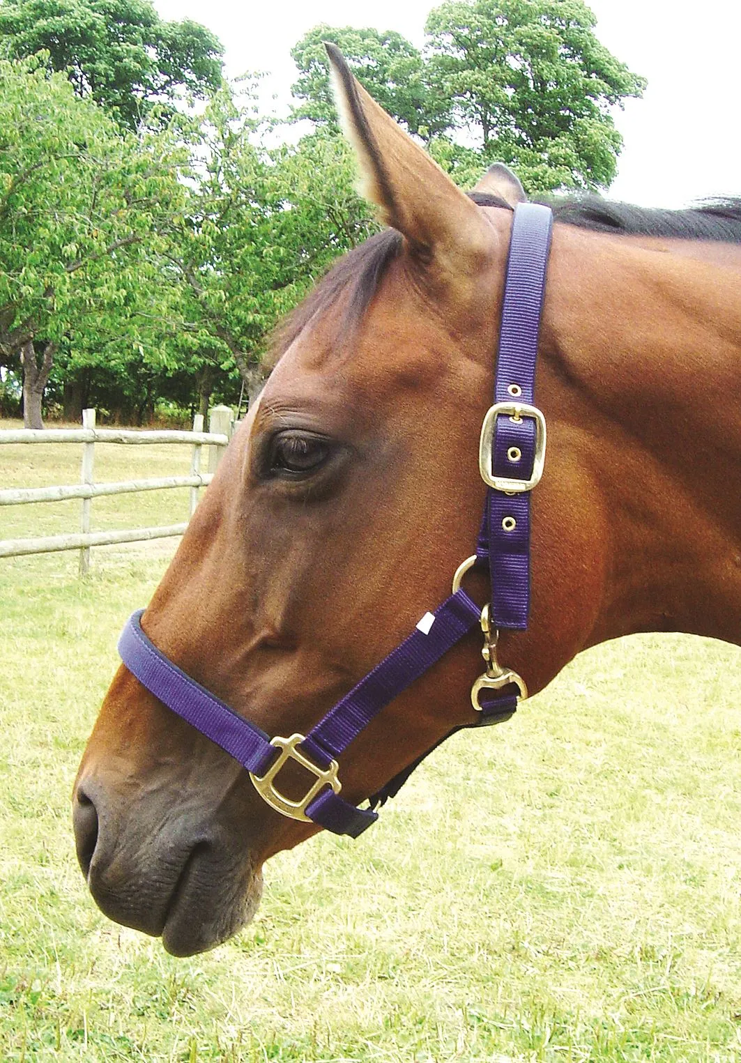 JHL Padded Headcollar
