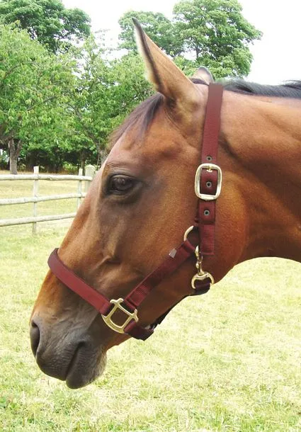 JHL Padded Headcollar