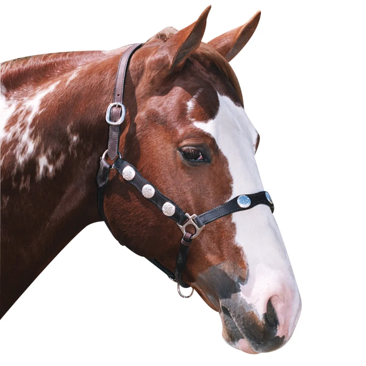 Scalloped Western Headstall Brown