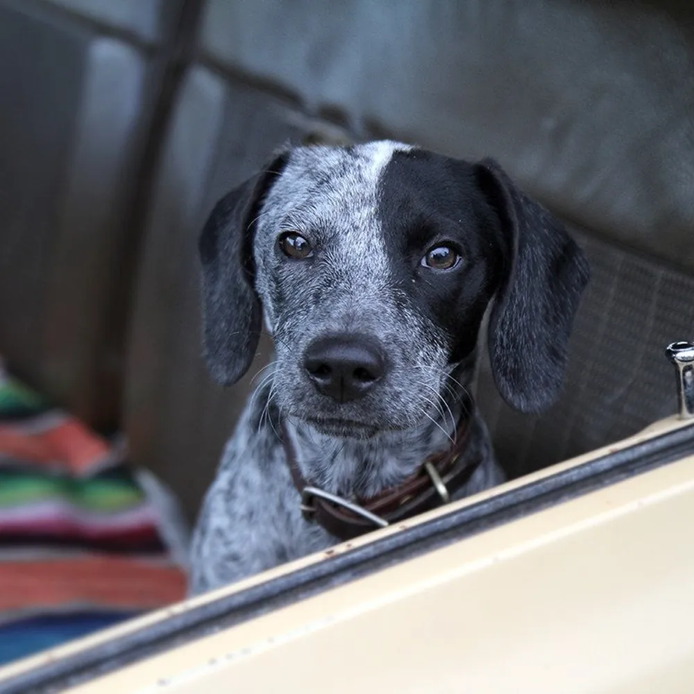 Standard Dog Collar